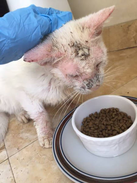 This Cat Wasn’t Actually Blind!