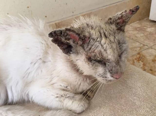 This Cat Wasn’t Actually Blind!