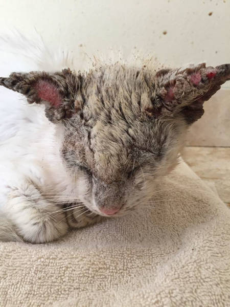 This Cat Wasn’t Actually Blind!