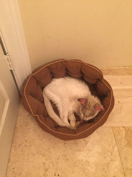 This Cat Wasn’t Actually Blind!