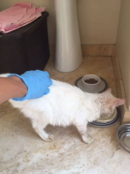 This Cat Wasn’t Actually Blind!