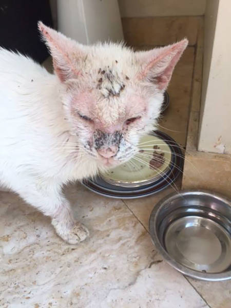 This Cat Wasn’t Actually Blind!