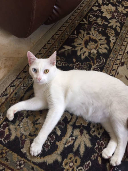 This Cat Wasn’t Actually Blind!