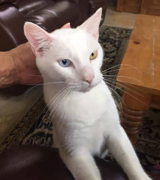 This Cat Wasn’t Actually Blind!