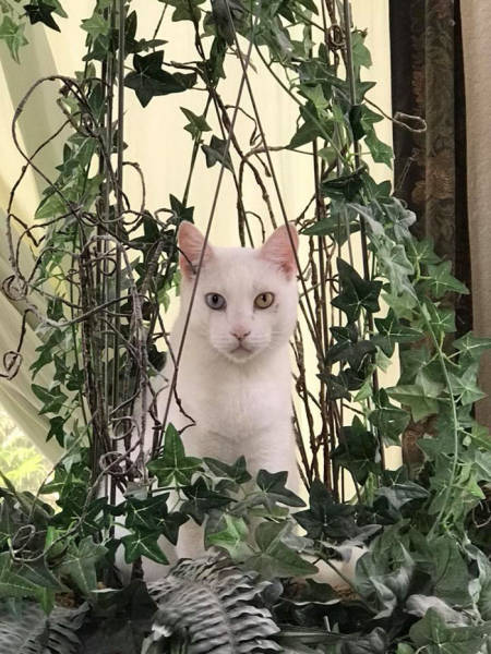This Cat Wasn’t Actually Blind!