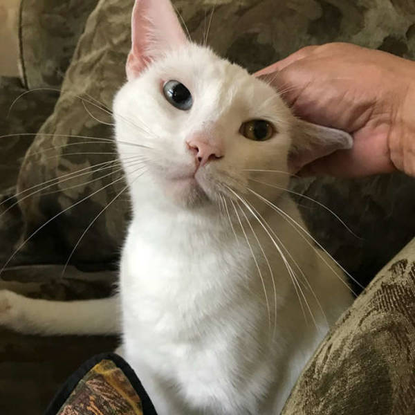 This Cat Wasn’t Actually Blind!