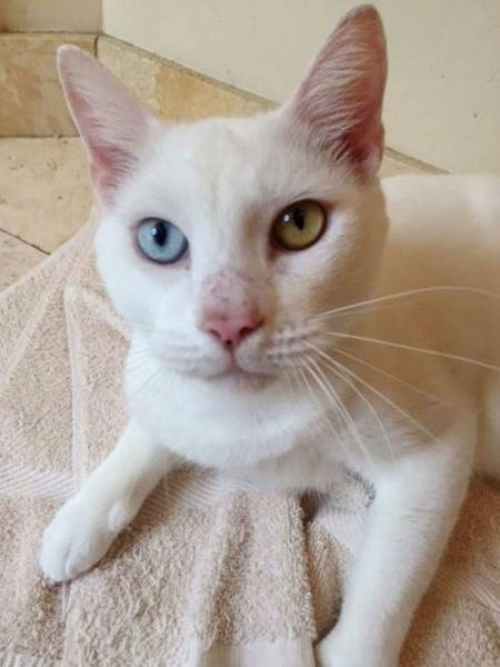 This Cat Wasn’t Actually Blind!