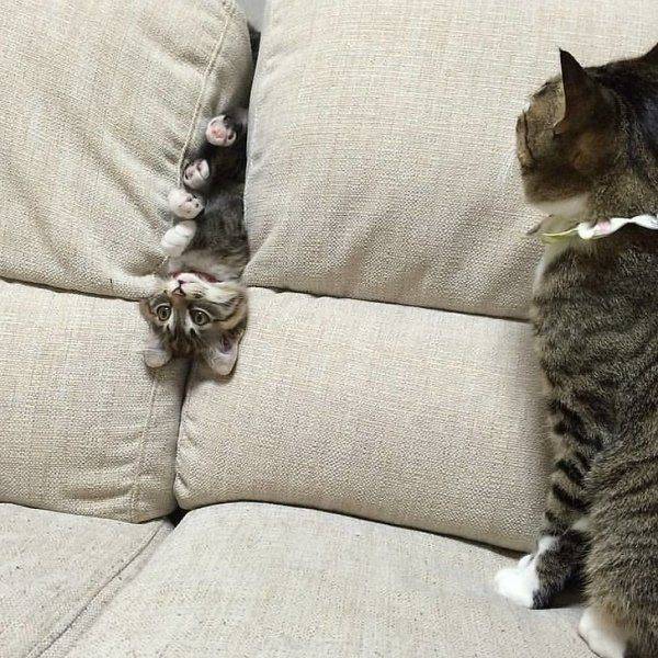 Content Image