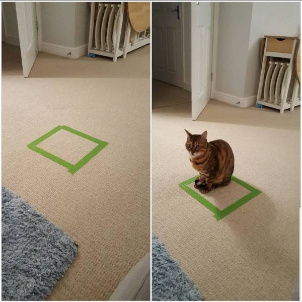 Content Image