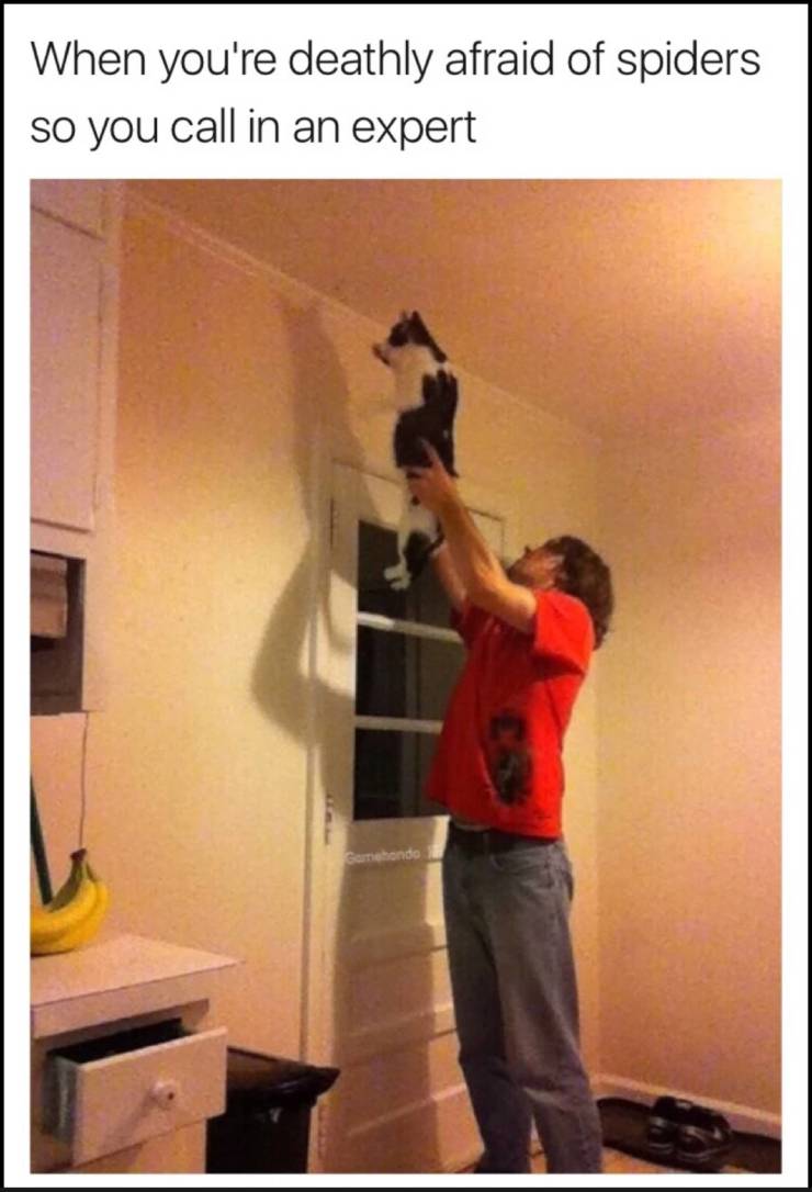 Content Image