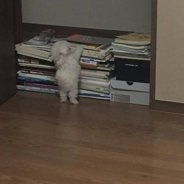Content Image