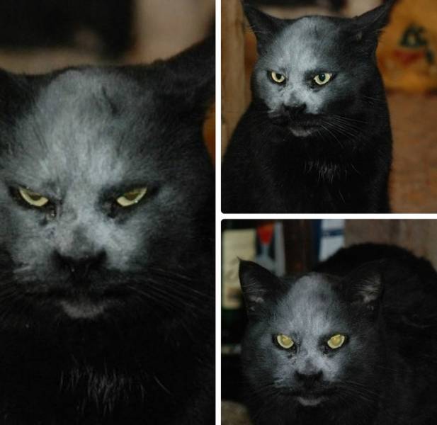 Content Image