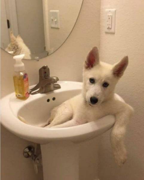 Content Image