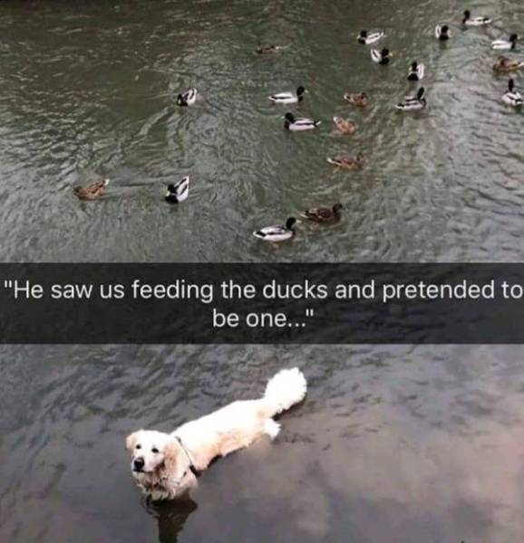 Content Image