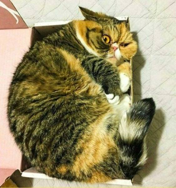 Content Image