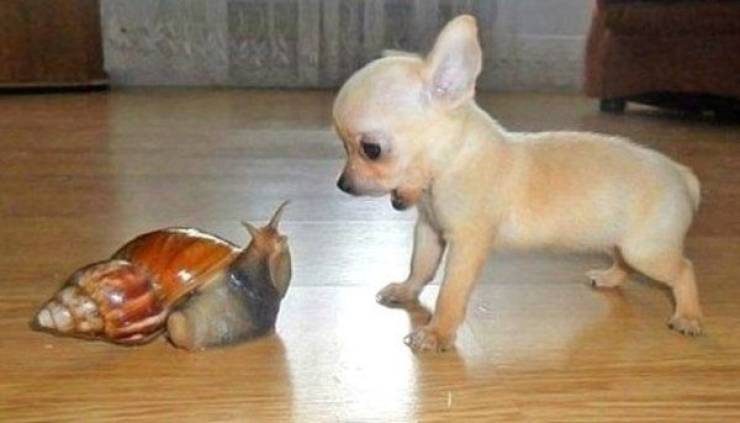 Content Image