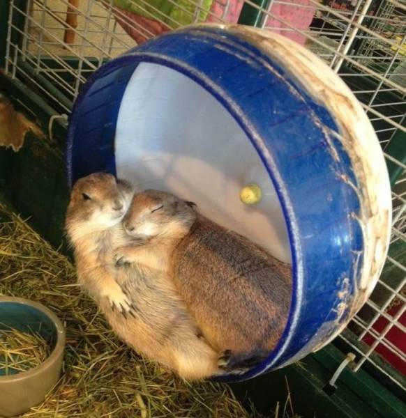 Content Image