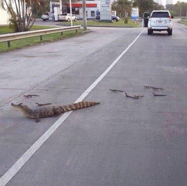 Daily Picdump