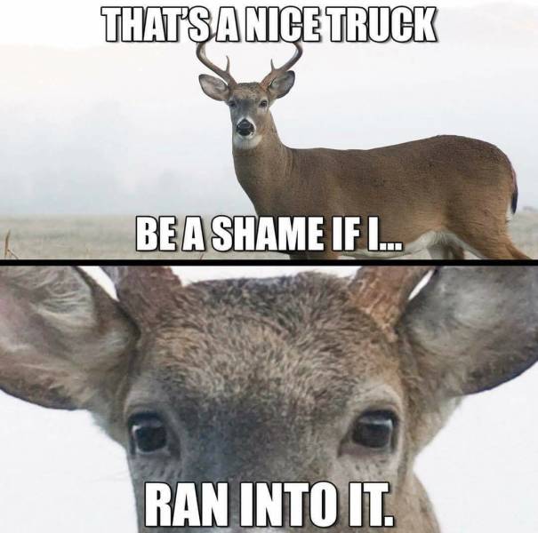 Funny Picdump
