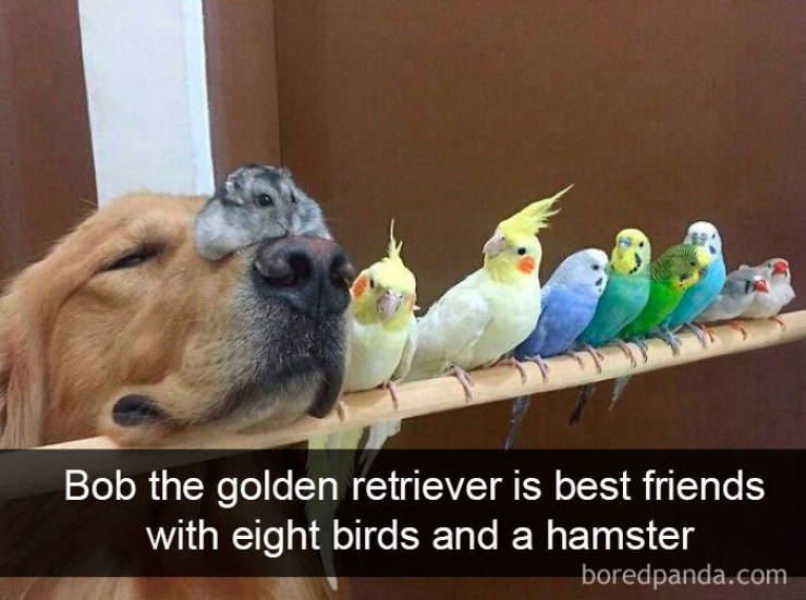 Content Image
