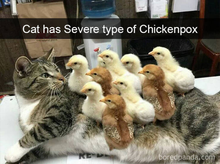 Content Image