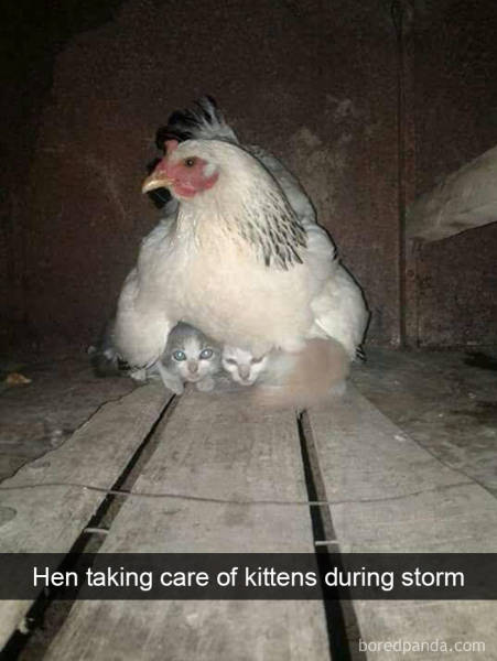 Content Image