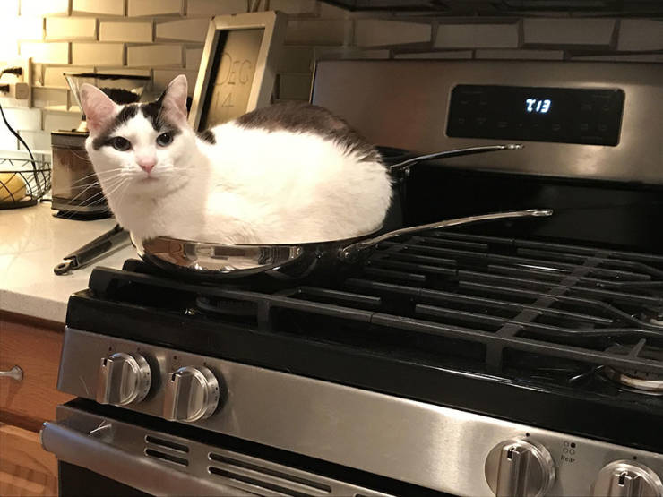 Content Image