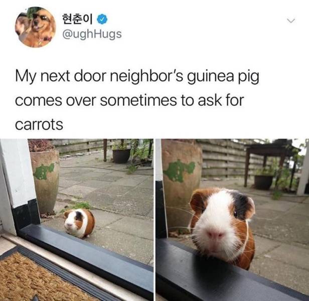 Content Image