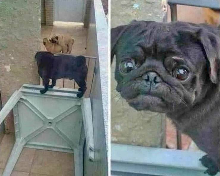 Content Image