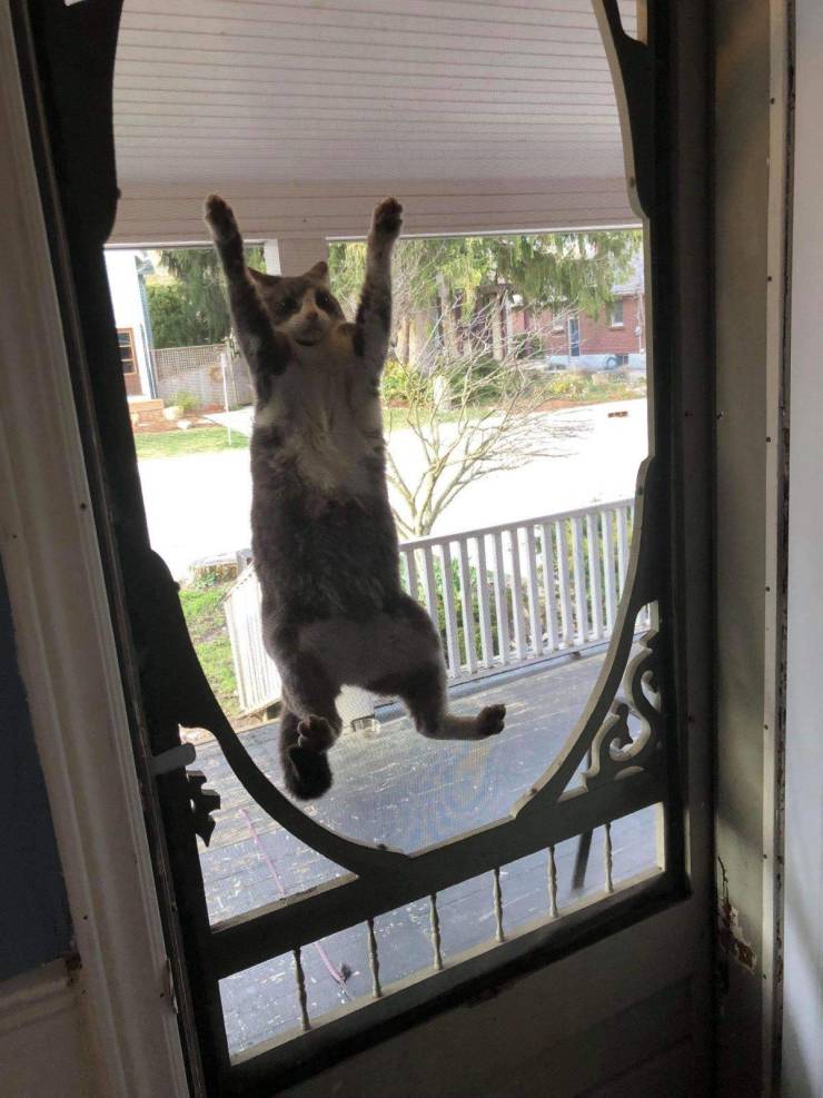 Content Image