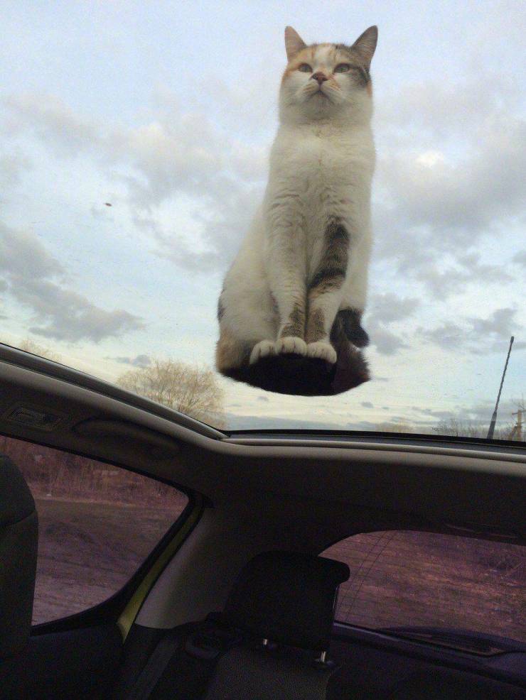 Content Image