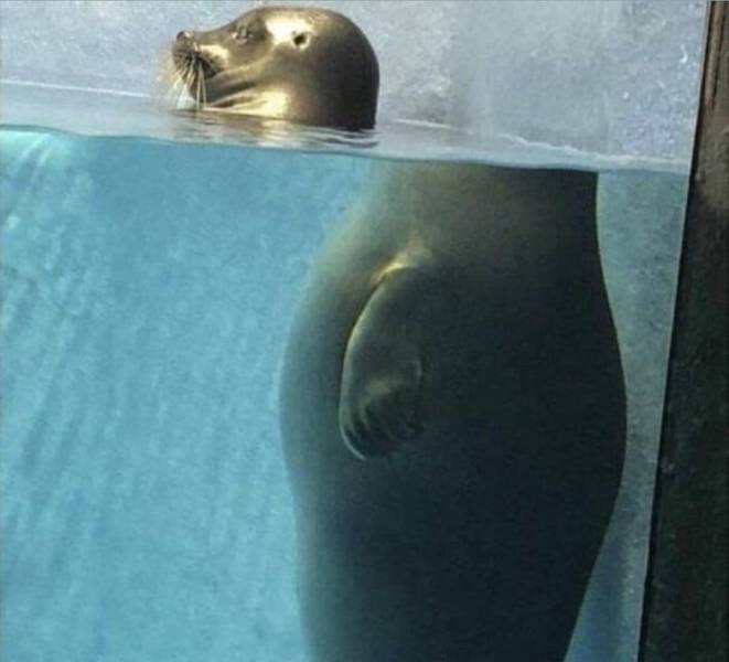 Content Image