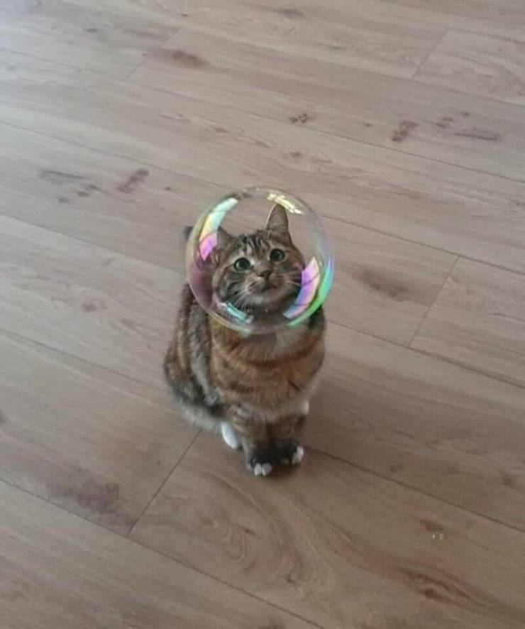 Content Image