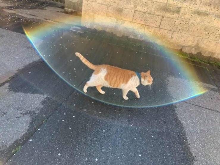 Content Image