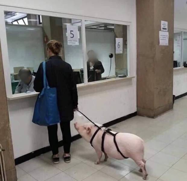 Daily Picdump