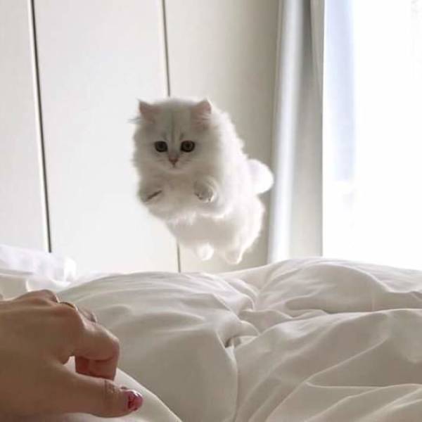 Content Image