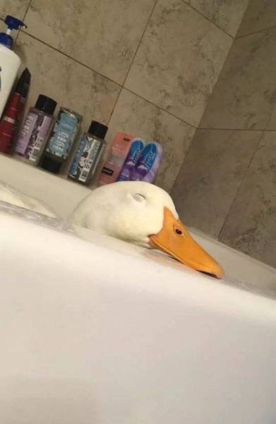 Content Image