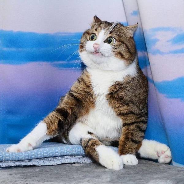 Content Image