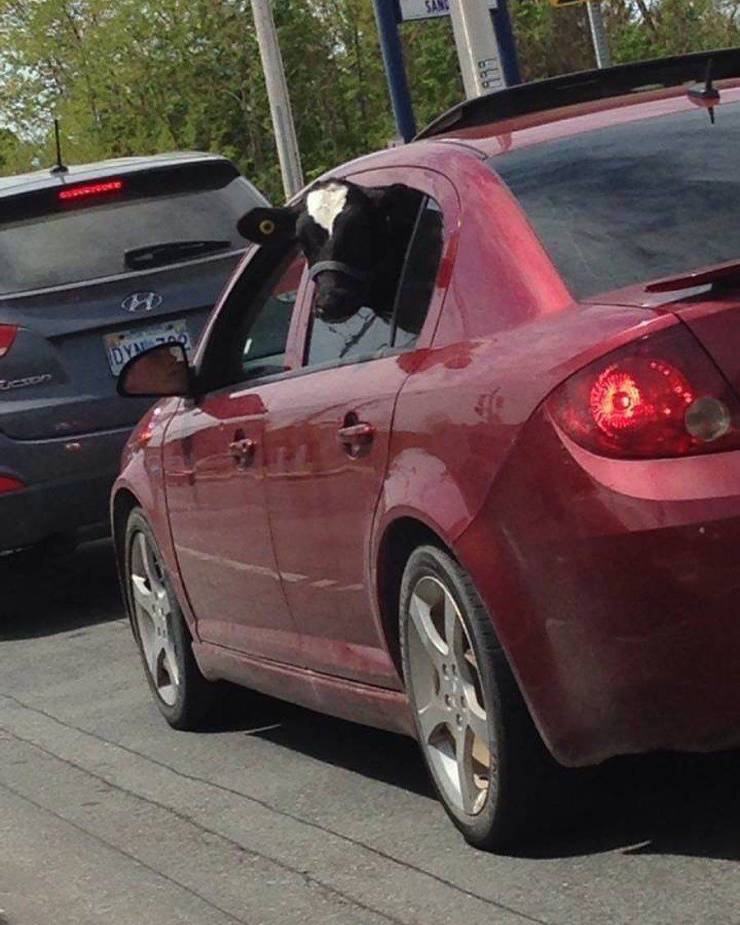 Daily Picdump