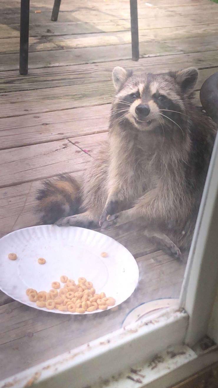 Content Image
