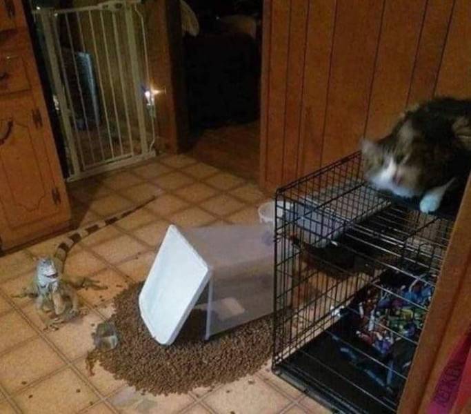 Content Image