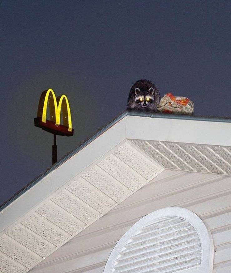 Content Image