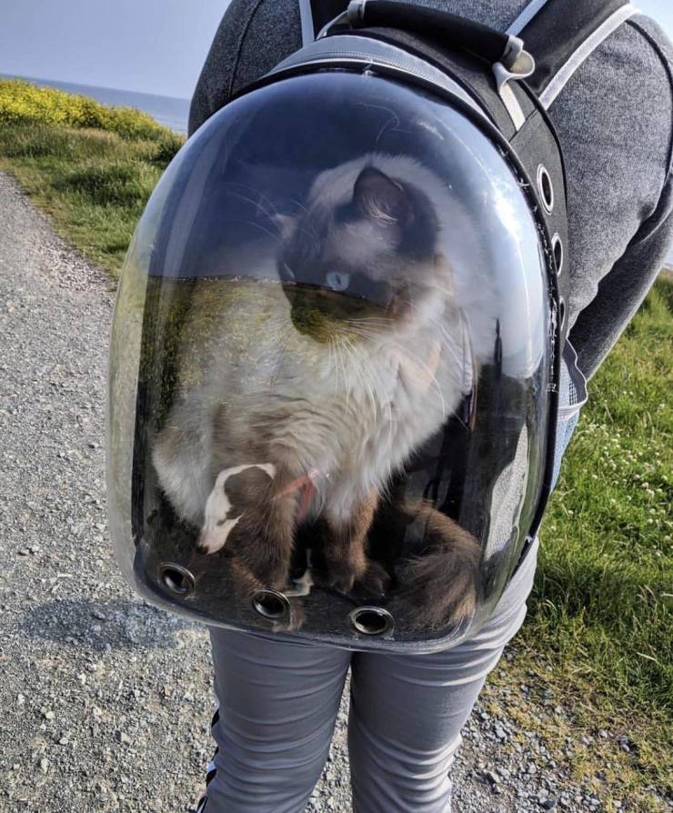 Content Image