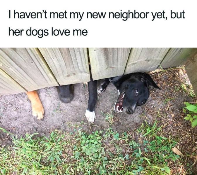 Content Image