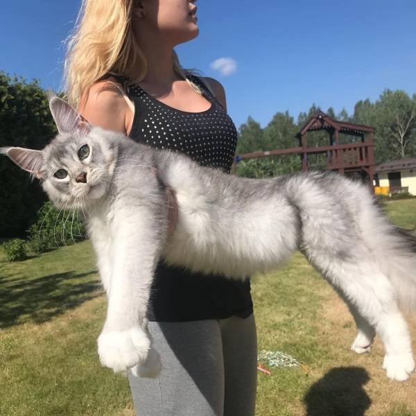 Content Image