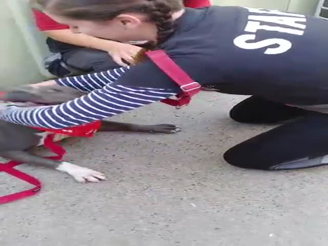 Content Image