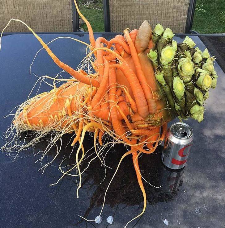 Morning Picdump