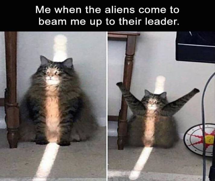 Content Image