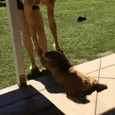It’s Dog Day Every Day!