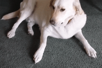 It’s Dog Day Every Day!